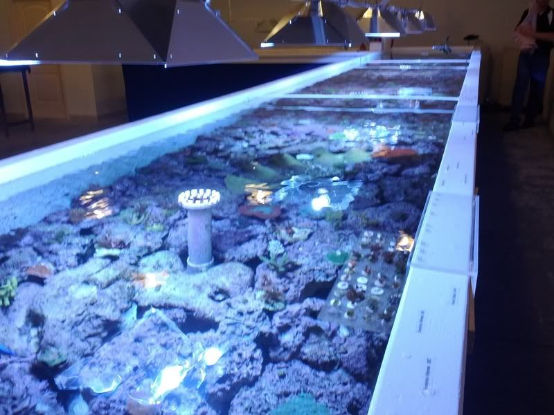 New Reef store in Lisle Reef Wise Reef Central Online Community